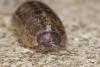 Armadillidium vulgare